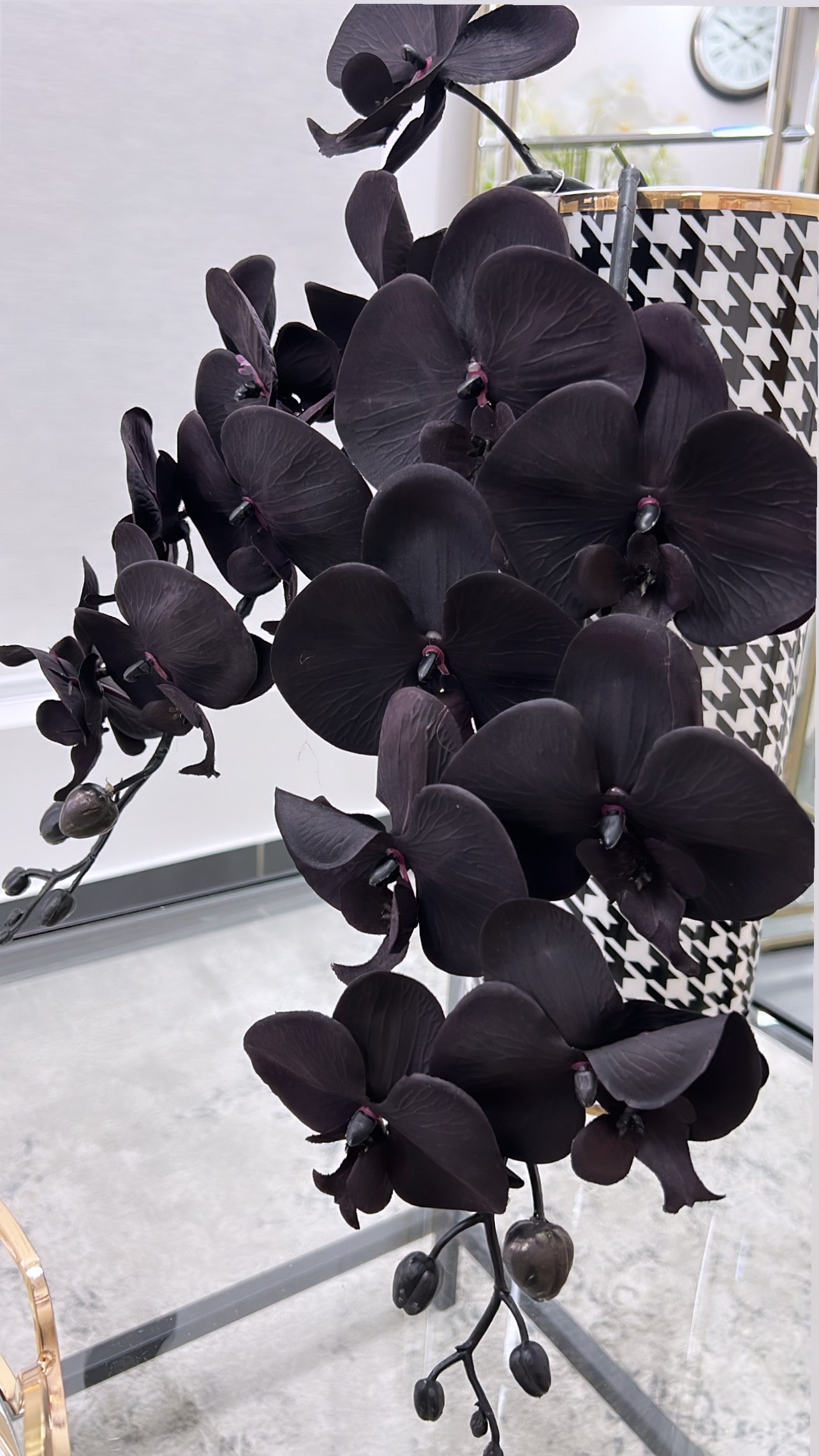 Black orchid flower price Clearance