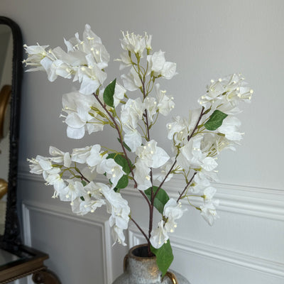 BOUGAINVILLEA WHITE CASCADE Stem - Luscious Homewares