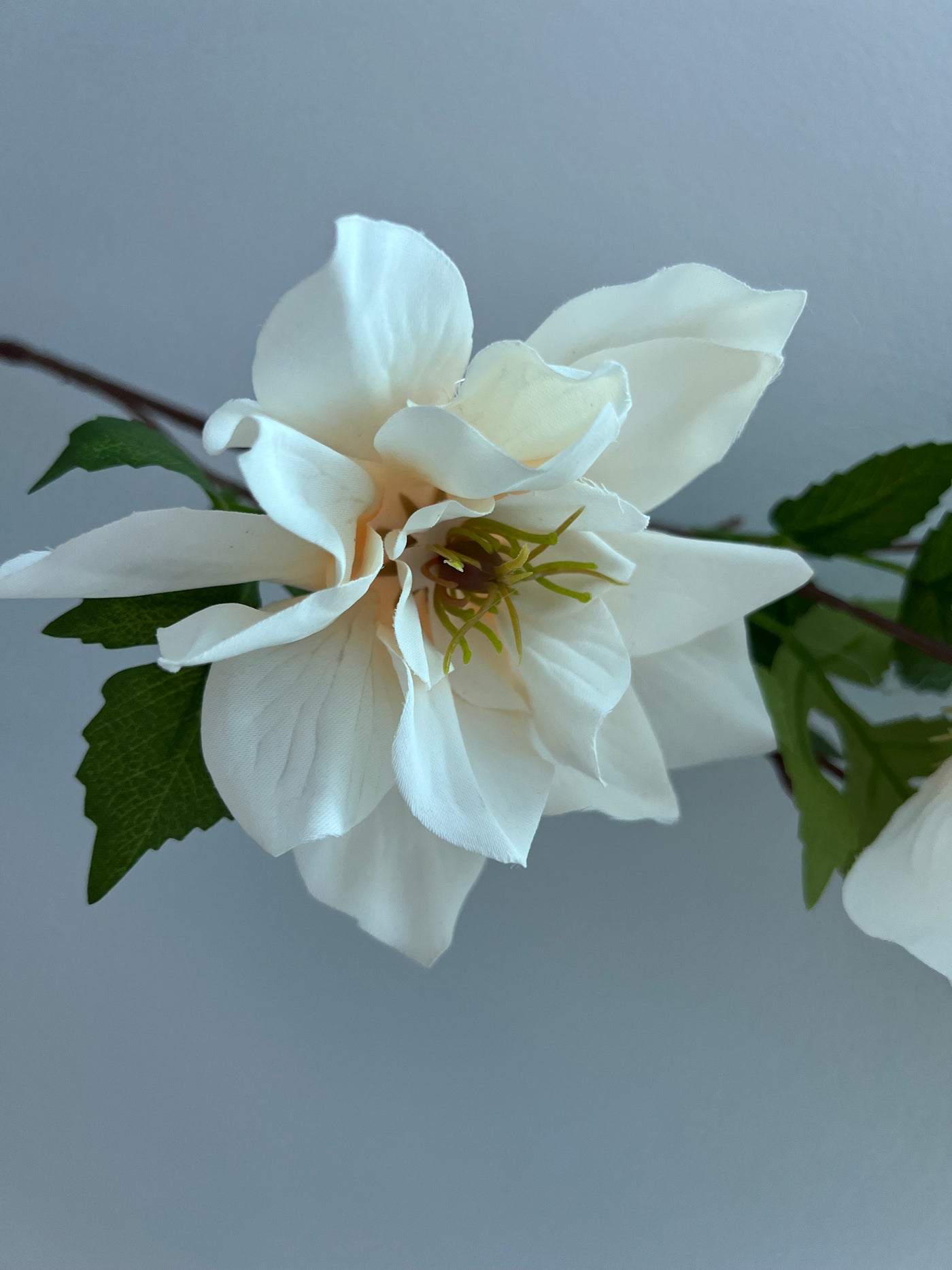 Magnolia ivory 5 head flower stem