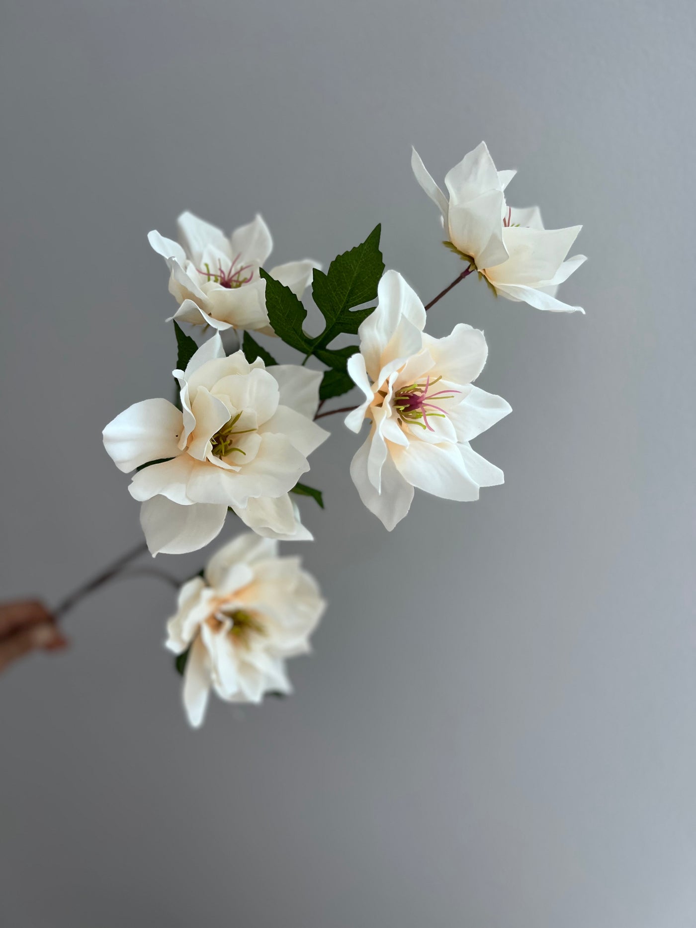 Magnolia ivory 5 head flower stem